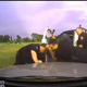 Scene from footage showing Owasso, Okla., Police Lt. Michael Dwain Denton slamming the butt of a shotgun toward the ground in June 14, 2015, incident.
Tulsa World screenshot